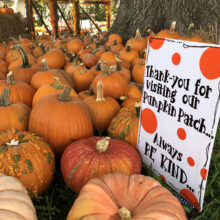 pumpkins andpatch sign