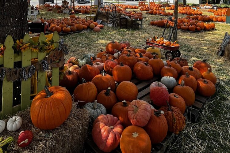 pumpkin patch